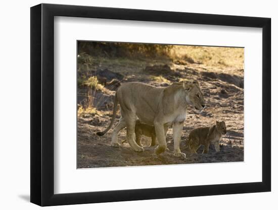 A lioness (Panthera leo) walking with its cubs, Botswana, Africa-Sergio Pitamitz-Framed Photographic Print