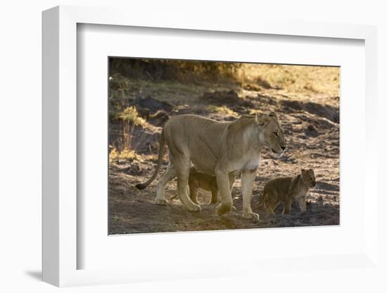 A lioness (Panthera leo) walking with its cubs, Botswana, Africa-Sergio Pitamitz-Framed Photographic Print