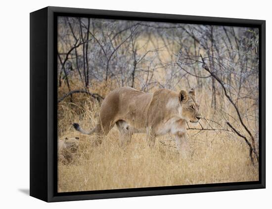 A Lioness, Panthera Leo, Walks Through Long Grass Among Trees-Alex Saberi-Framed Premier Image Canvas
