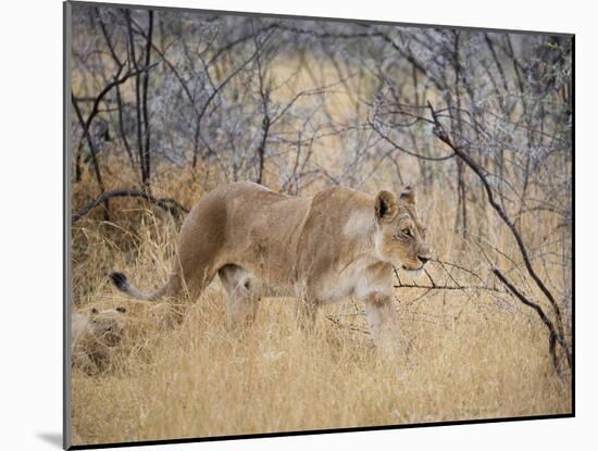 A Lioness, Panthera Leo, Walks Through Long Grass Among Trees-Alex Saberi-Mounted Photographic Print
