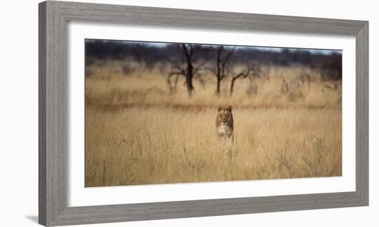 A Lioness, Panthera Leo, Walks Through Long Grasses-Alex Saberi-Framed Photographic Print