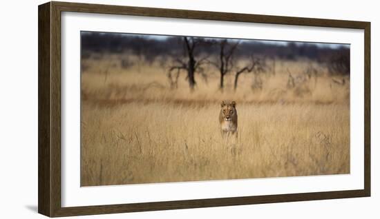 A Lioness, Panthera Leo, Walks Through Long Grasses-Alex Saberi-Framed Photographic Print