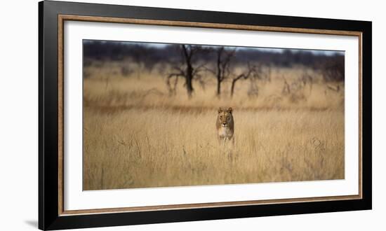 A Lioness, Panthera Leo, Walks Through Long Grasses-Alex Saberi-Framed Photographic Print