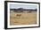 A Lioness, Panthera Leo, Walks Through the Park in Namibia-Alex Saberi-Framed Photographic Print