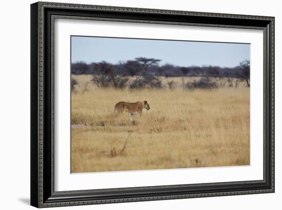 A Lioness, Panthera Leo, Walks Through the Park in Namibia-Alex Saberi-Framed Photographic Print