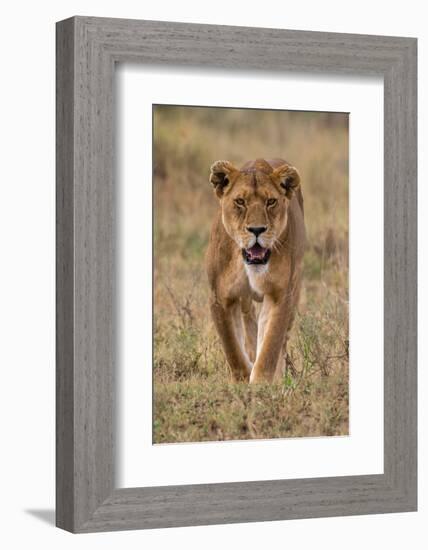 A lioness walking and looking at the camera. Seronera, Serengeti National Park, Tanzania-Sergio Pitamitz-Framed Photographic Print