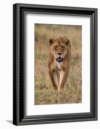 A lioness walking and looking at the camera. Seronera, Serengeti National Park, Tanzania-Sergio Pitamitz-Framed Photographic Print