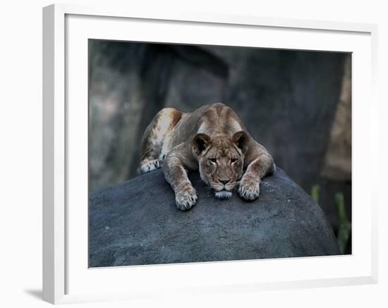 A Lioness Warms Herself on a Rock at the Lincoln Park Zoo-null-Framed Photographic Print