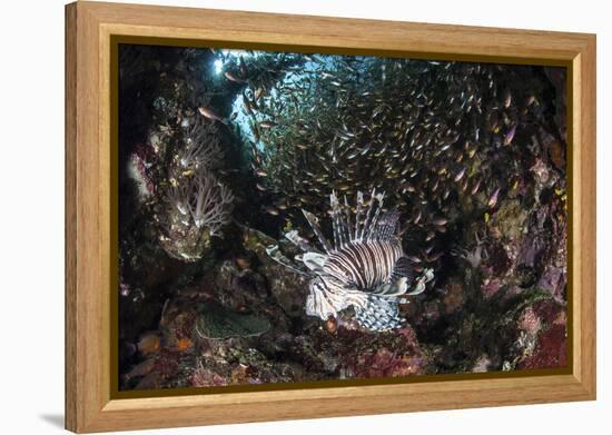 A Lionfish Hunts for Prey on a Colorful Coral Reef-Stocktrek Images-Framed Premier Image Canvas