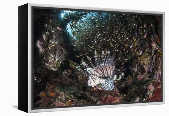 A Lionfish Hunts for Prey on a Colorful Coral Reef-Stocktrek Images-Framed Premier Image Canvas