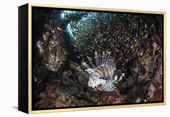 A Lionfish Hunts for Prey on a Colorful Coral Reef-Stocktrek Images-Framed Premier Image Canvas