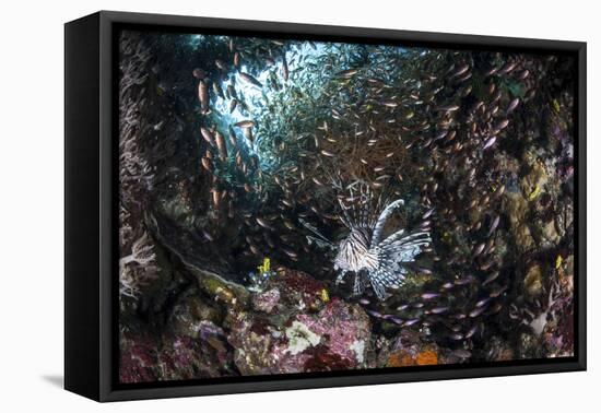 A Lionfish Hunts for Prey on a Colorful Coral Reef-Stocktrek Images-Framed Premier Image Canvas