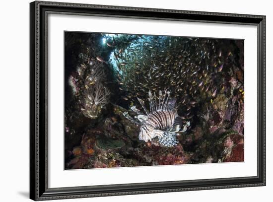 A Lionfish Hunts for Prey on a Colorful Coral Reef-Stocktrek Images-Framed Photographic Print