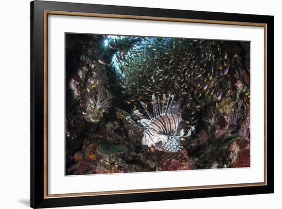 A Lionfish Hunts for Prey on a Colorful Coral Reef-Stocktrek Images-Framed Photographic Print