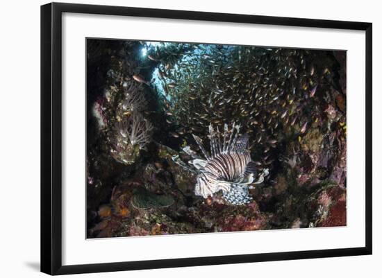 A Lionfish Hunts for Prey on a Colorful Coral Reef-Stocktrek Images-Framed Photographic Print