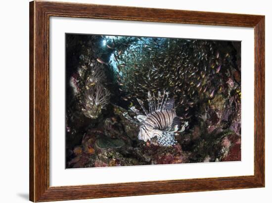 A Lionfish Hunts for Prey on a Colorful Coral Reef-Stocktrek Images-Framed Photographic Print