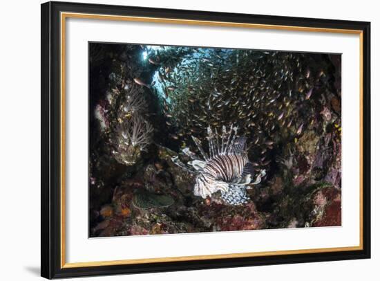 A Lionfish Hunts for Prey on a Colorful Coral Reef-Stocktrek Images-Framed Photographic Print