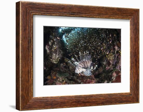 A Lionfish Hunts for Prey on a Colorful Coral Reef-Stocktrek Images-Framed Photographic Print