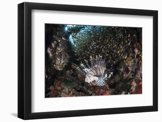 A Lionfish Hunts for Prey on a Colorful Coral Reef-Stocktrek Images-Framed Photographic Print