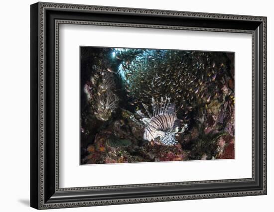 A Lionfish Hunts for Prey on a Colorful Coral Reef-Stocktrek Images-Framed Photographic Print