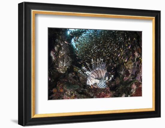 A Lionfish Hunts for Prey on a Colorful Coral Reef-Stocktrek Images-Framed Photographic Print