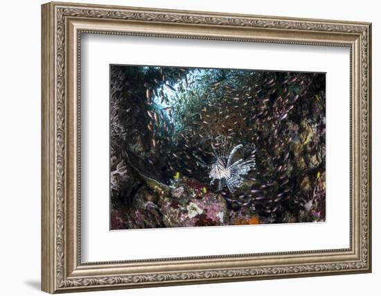 A Lionfish Hunts for Prey on a Colorful Coral Reef-Stocktrek Images-Framed Photographic Print