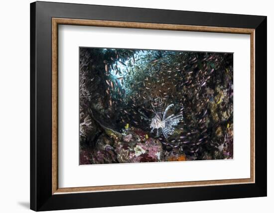 A Lionfish Hunts for Prey on a Colorful Coral Reef-Stocktrek Images-Framed Photographic Print