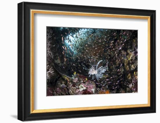 A Lionfish Hunts for Prey on a Colorful Coral Reef-Stocktrek Images-Framed Photographic Print