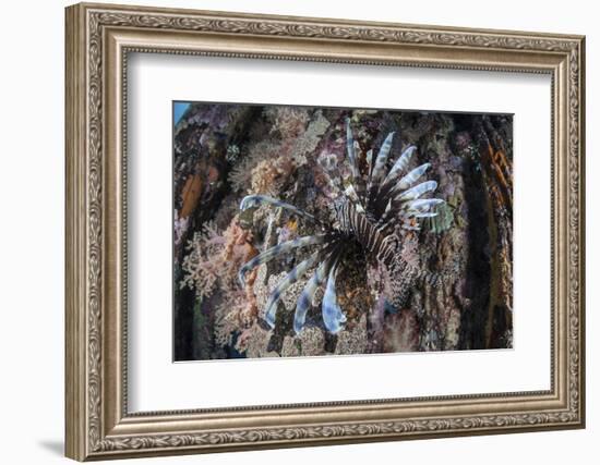 A Lionfish Swims on a Colorful Reef in the Solomon Islands-Stocktrek Images-Framed Photographic Print