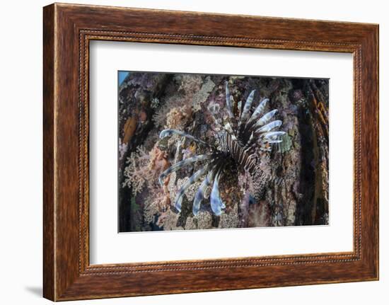 A Lionfish Swims on a Colorful Reef in the Solomon Islands-Stocktrek Images-Framed Photographic Print