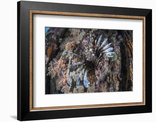 A Lionfish Swims on a Colorful Reef in the Solomon Islands-Stocktrek Images-Framed Photographic Print