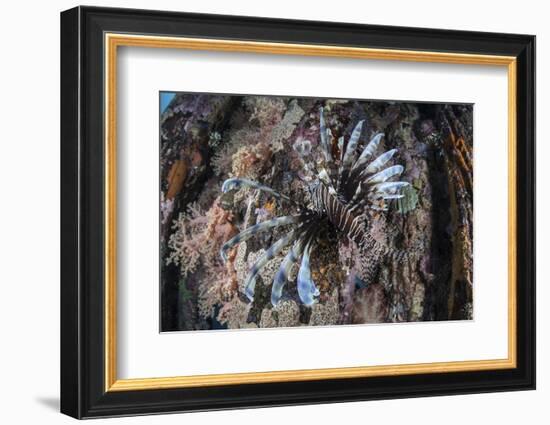 A Lionfish Swims on a Colorful Reef in the Solomon Islands-Stocktrek Images-Framed Photographic Print