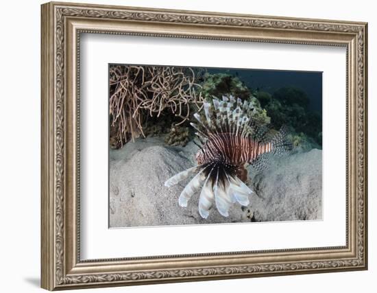 A Lionfish Swims on a Reef in Komodo National Park, Indonesia-Stocktrek Images-Framed Photographic Print