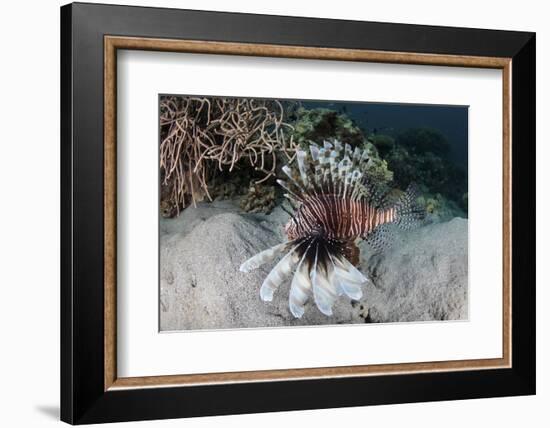 A Lionfish Swims on a Reef in Komodo National Park, Indonesia-Stocktrek Images-Framed Photographic Print