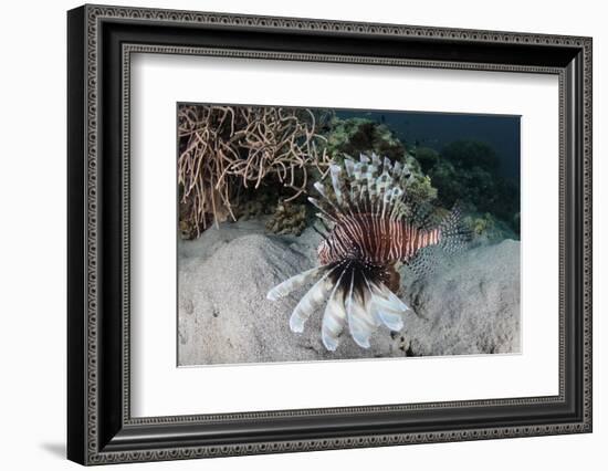 A Lionfish Swims on a Reef in Komodo National Park, Indonesia-Stocktrek Images-Framed Photographic Print