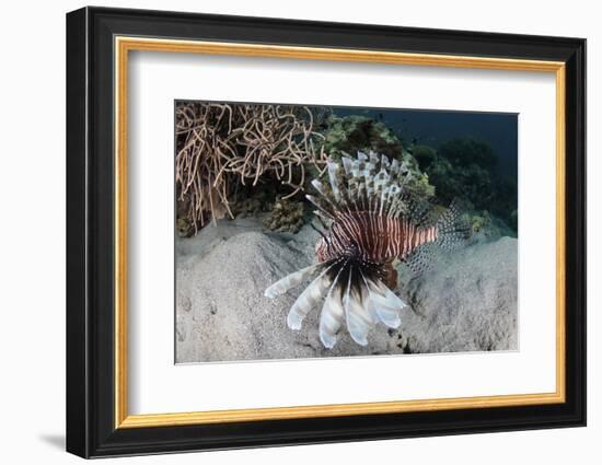 A Lionfish Swims on a Reef in Komodo National Park, Indonesia-Stocktrek Images-Framed Photographic Print