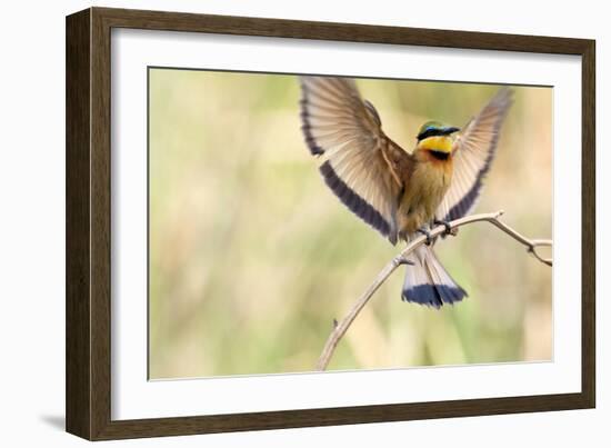 A Little Bee-Eater Lands On A Branch With Its Wings Spread Out. Botswana-Karine Aigner-Framed Photographic Print