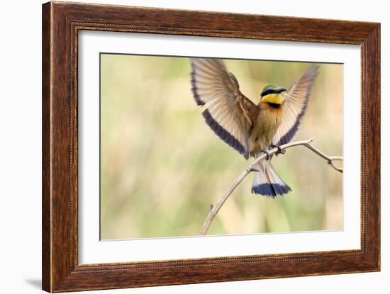 A Little Bee-Eater Lands On A Branch With Its Wings Spread Out. Botswana-Karine Aigner-Framed Photographic Print