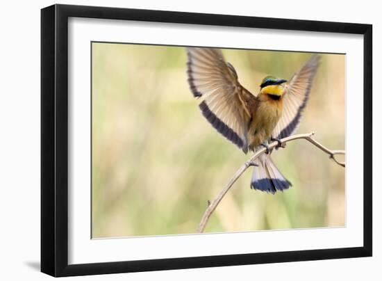 A Little Bee-Eater Lands On A Branch With Its Wings Spread Out. Botswana-Karine Aigner-Framed Photographic Print