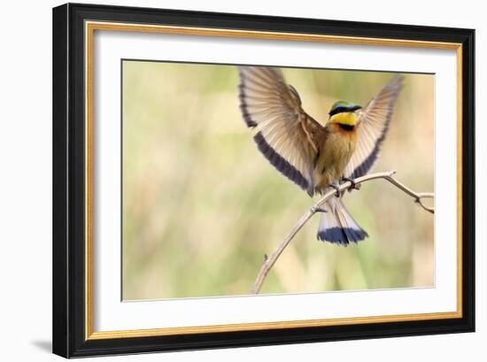 A Little Bee-Eater Lands On A Branch With Its Wings Spread Out. Botswana-Karine Aigner-Framed Photographic Print