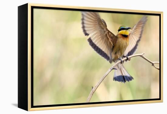 A Little Bee-Eater Lands On A Branch With Its Wings Spread Out. Botswana-Karine Aigner-Framed Premier Image Canvas