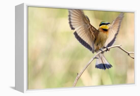 A Little Bee-Eater Lands On A Branch With Its Wings Spread Out. Botswana-Karine Aigner-Framed Premier Image Canvas