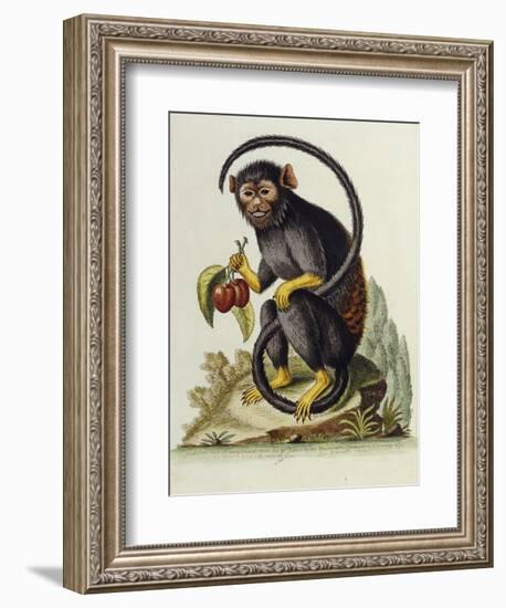 A Little Black Monkey Brought from the West Indies by Commodore Fitzroy Lee-George Edwards-Framed Giclee Print