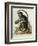 A Little Black Monkey Brought from the West Indies by Commodore Fitzroy Lee-George Edwards-Framed Giclee Print