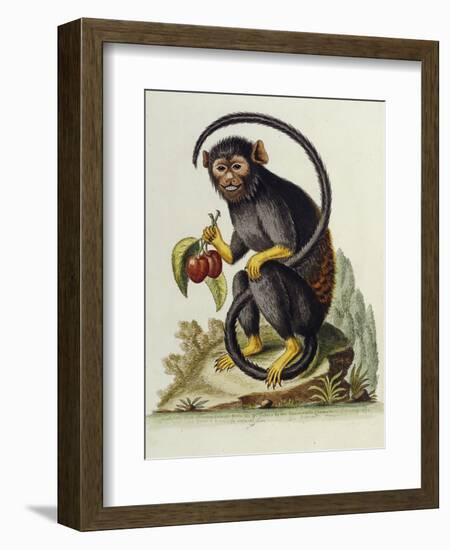 A Little Black Monkey Brought from the West Indies by Commodore Fitzroy Lee-George Edwards-Framed Giclee Print