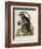 A Little Black Monkey Brought from the West Indies by Commodore Fitzroy Lee-George Edwards-Framed Giclee Print