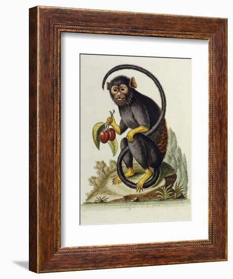 A Little Black Monkey Brought from the West Indies by Commodore Fitzroy Lee-George Edwards-Framed Giclee Print