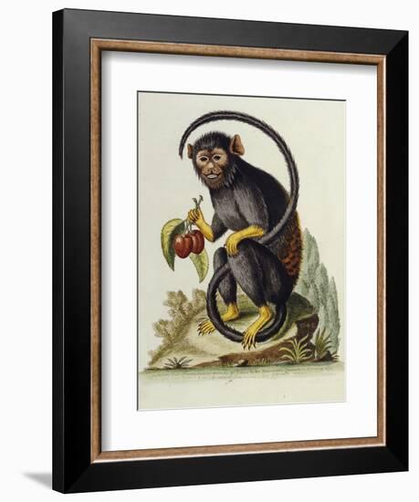 A Little Black Monkey Brought from the West Indies by Commodore Fitzroy Lee-George Edwards-Framed Giclee Print