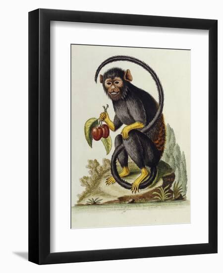 A Little Black Monkey Brought from the West Indies by Commodore Fitzroy Lee-George Edwards-Framed Giclee Print