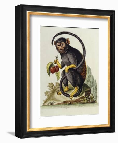 A Little Black Monkey Brought from the West Indies by Commodore Fitzroy Lee-George Edwards-Framed Giclee Print